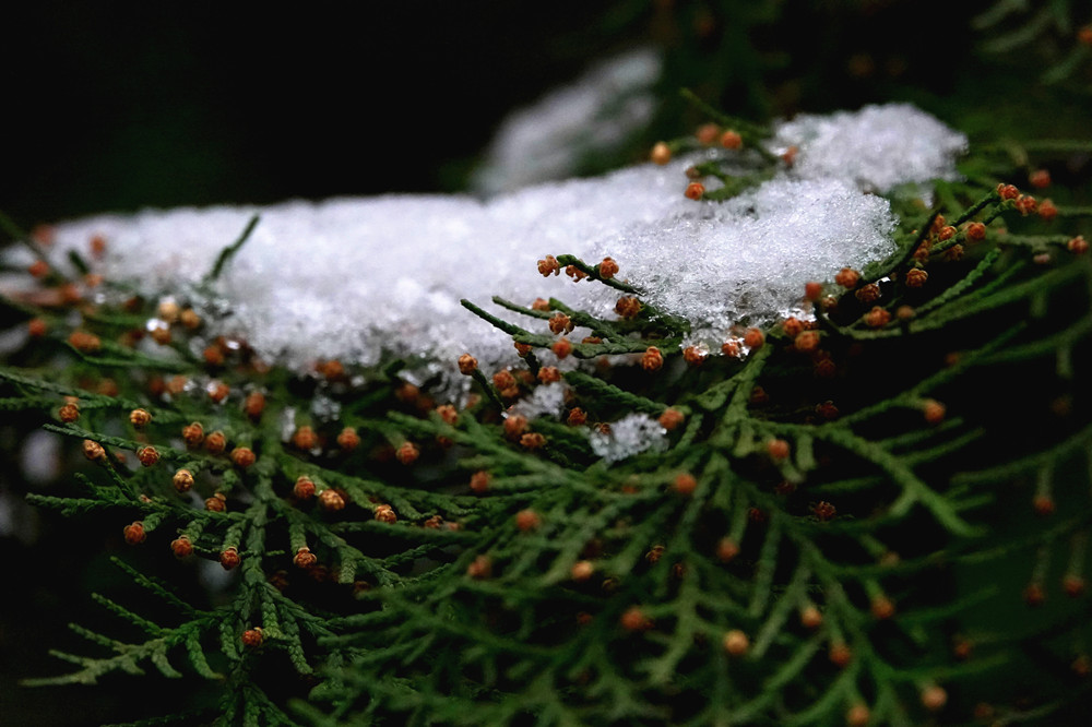 虎年春雪——雪映翠柏 摄影 丘山皓月