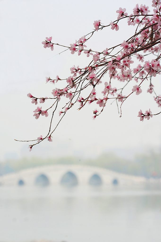 又到樱花季 摄影 芝泰华