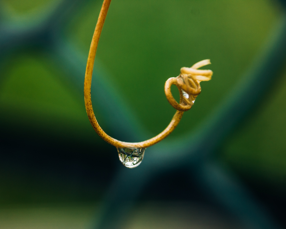 春雨1 摄影 笨鸟后肥