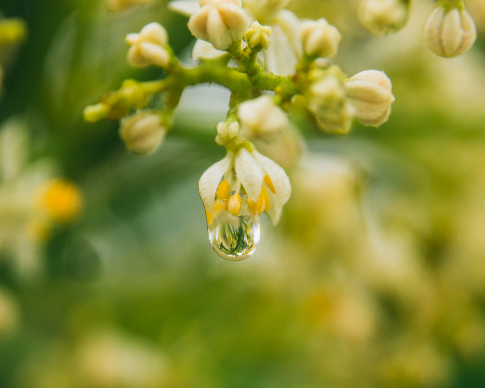 春雨2 摄影 笨鸟后肥