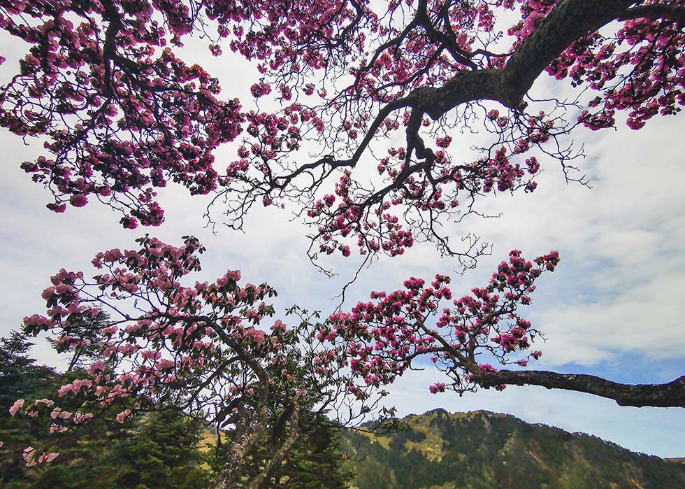 高山杜鹃花 摄影 于搏