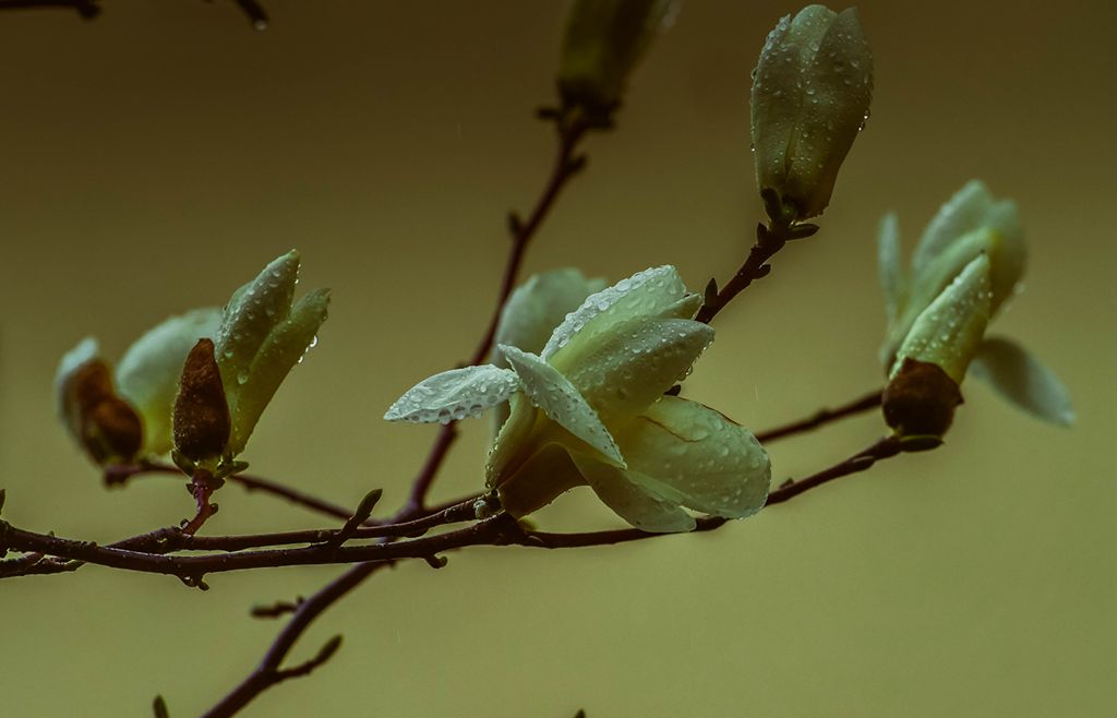 青岛雨中的玉兰 摄影 qdzp