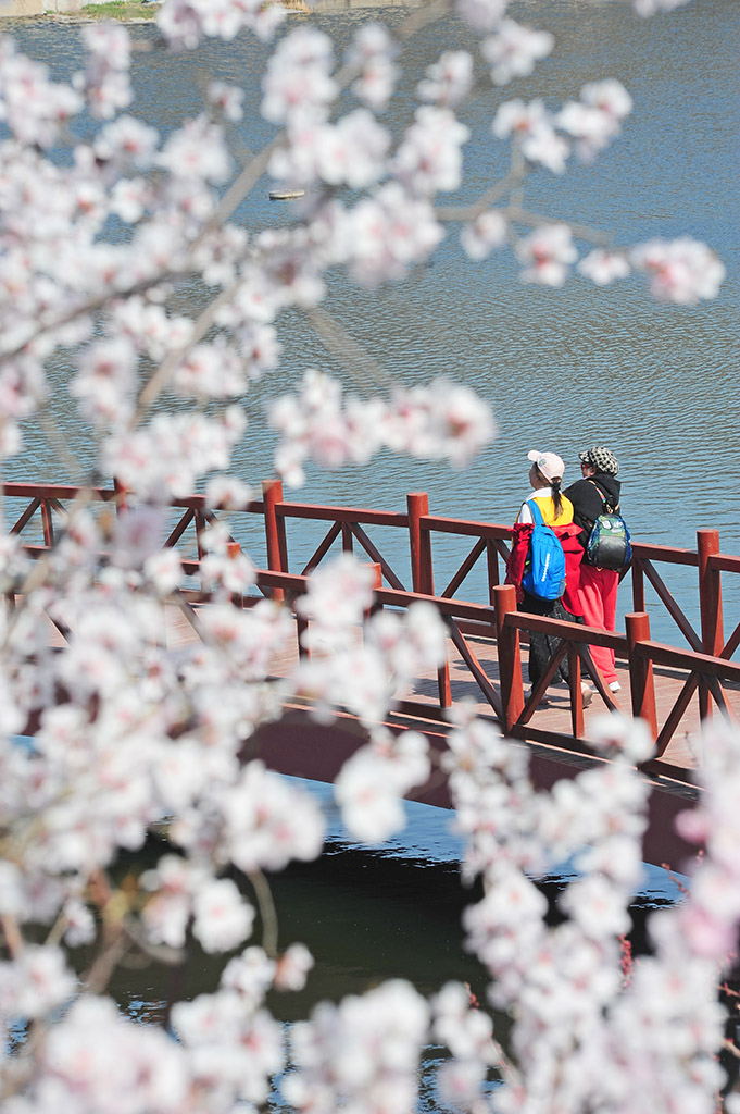 行于花海之间 摄影 芝泰华