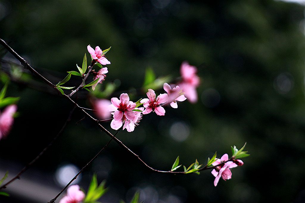 春天，那些花儿~桃花谣1 摄影 暮秋琳子