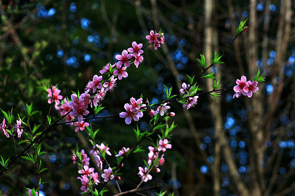 春天，那些花儿~桃花谣3 摄影 暮秋琳子