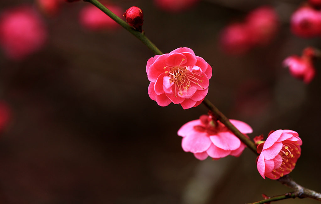 梅花 摄影 老过