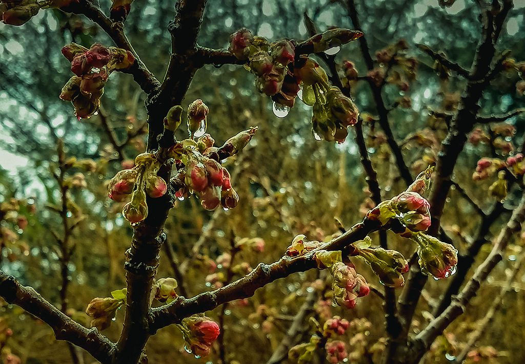 青岛春雨中的花蕾 摄影 qdzp