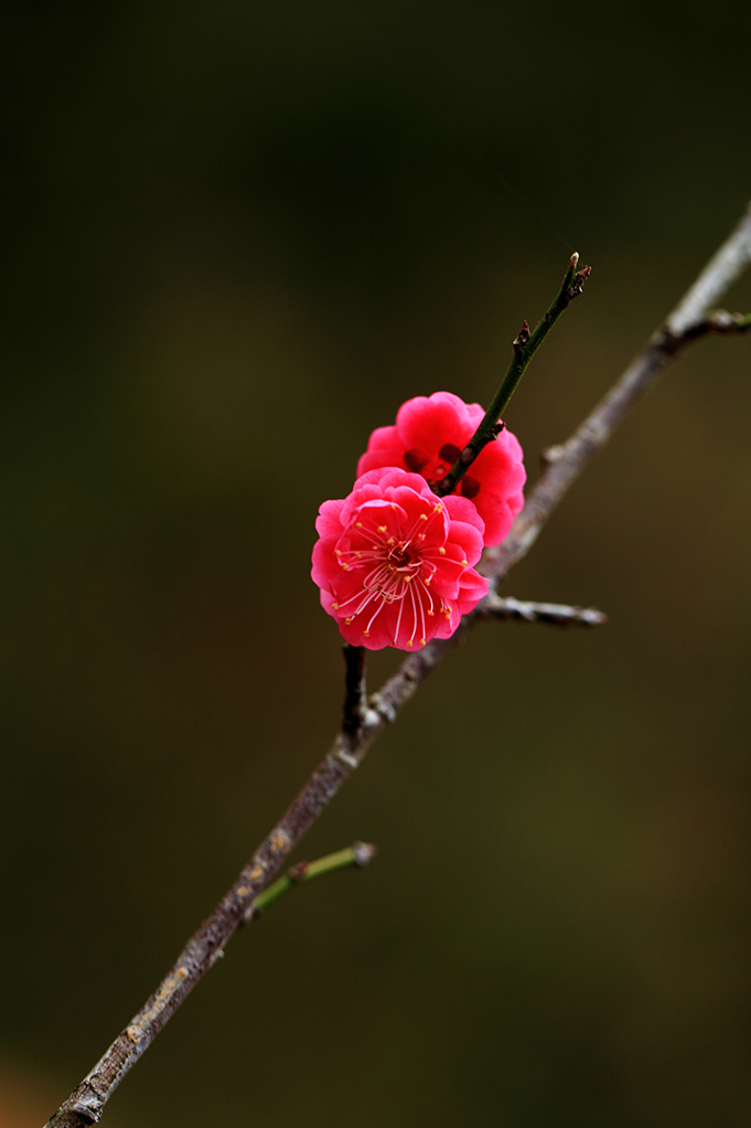 梅花 摄影 老过