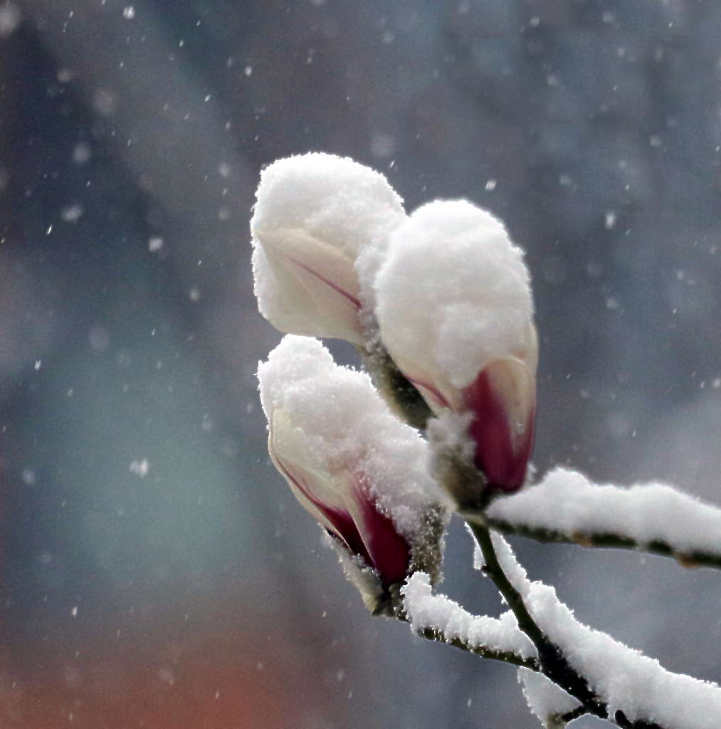 雪后白玉兰8 摄影 三人