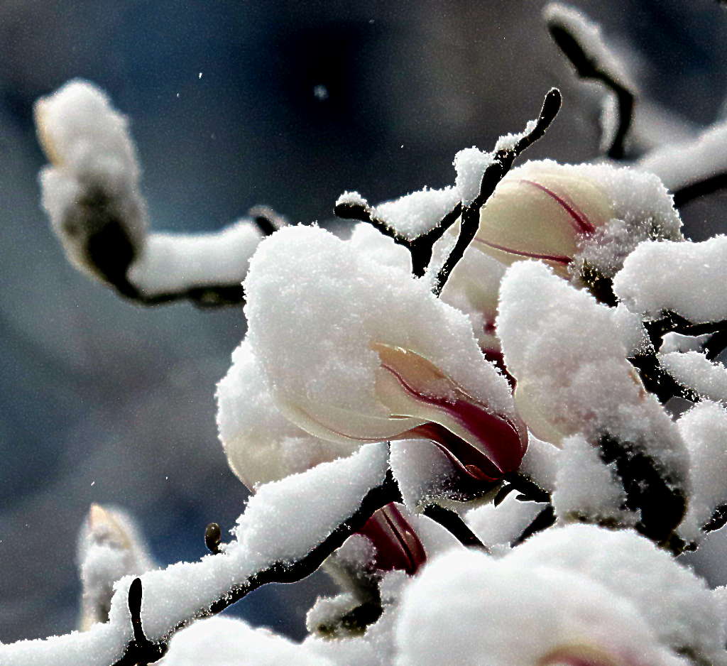 雪后白玉兰9 摄影 三人