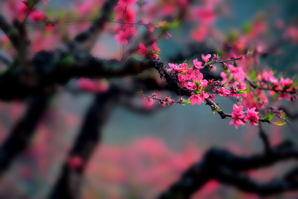 鹰嘴桃花5 摄影 峡山