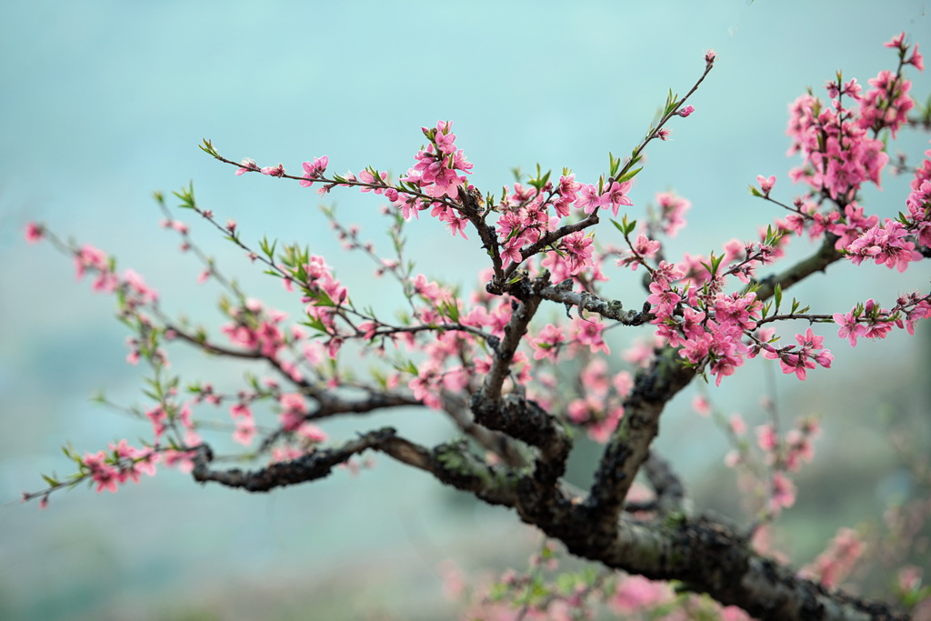 鹰嘴桃花6 摄影 峡山