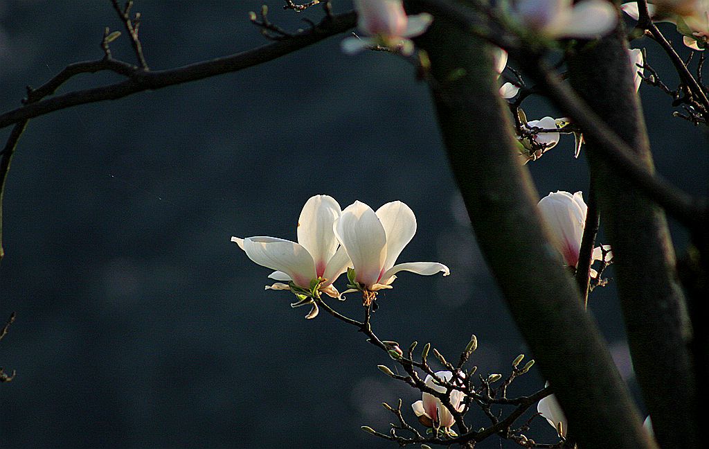 春天，那些花儿~玉兰2 摄影 暮秋琳子