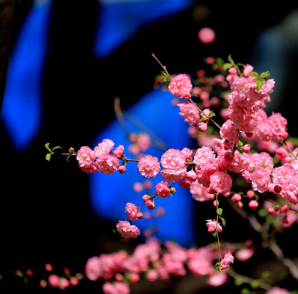 烂漫花季 摄影 三人