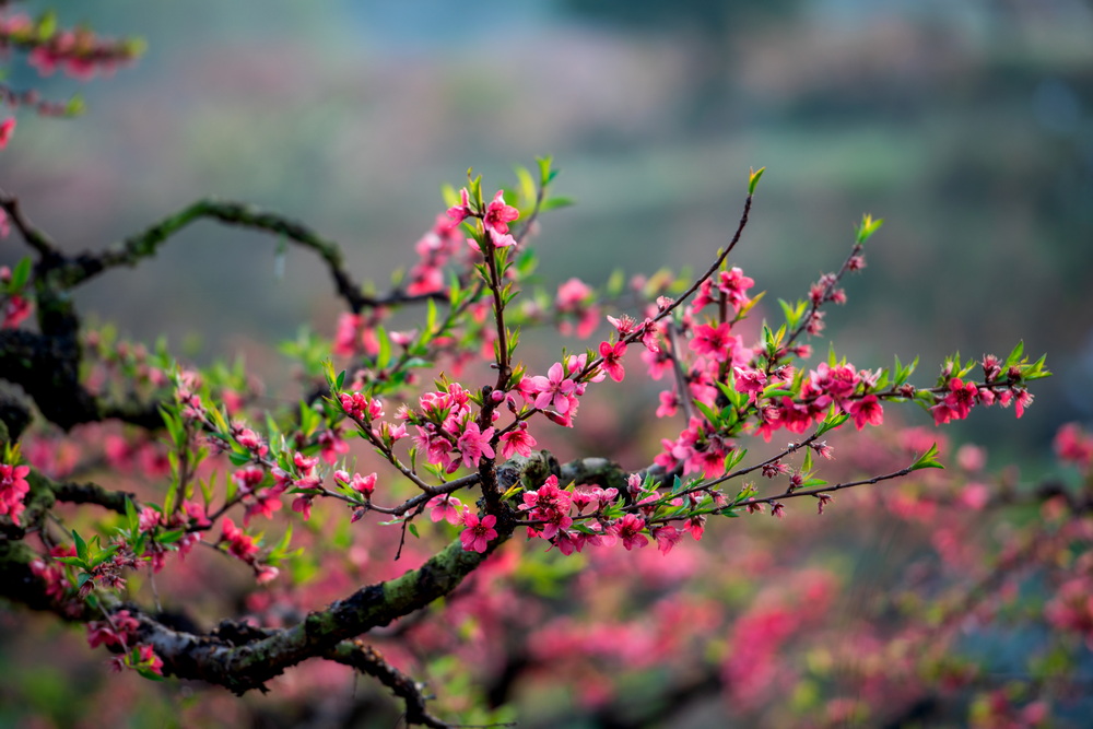 鹰嘴桃花7 摄影 峡山