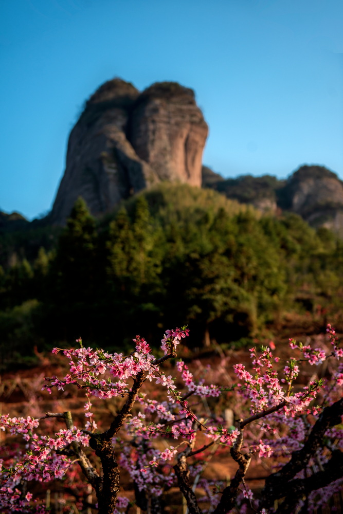 鹰嘴桃花9 摄影 峡山