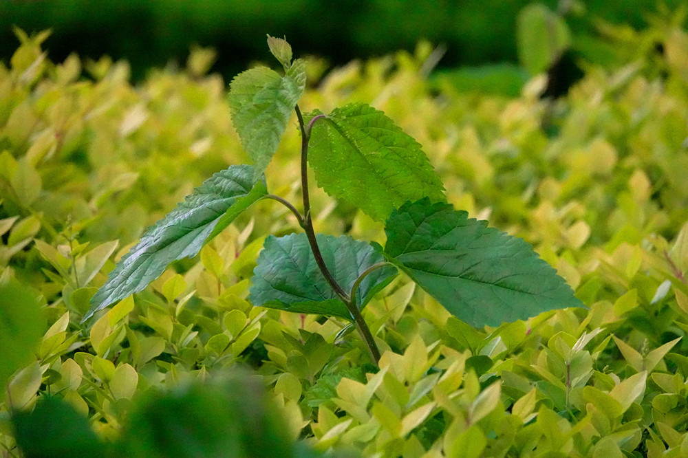 春光明媚——新枝 摄影 丘山皓月