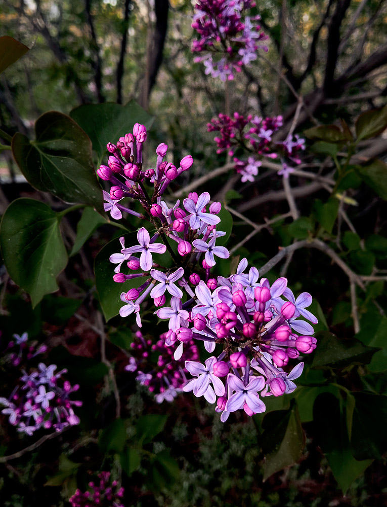 丁香花6 摄影 xqz