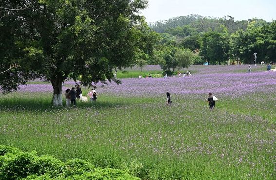 夏日 摄影 行摄自乐