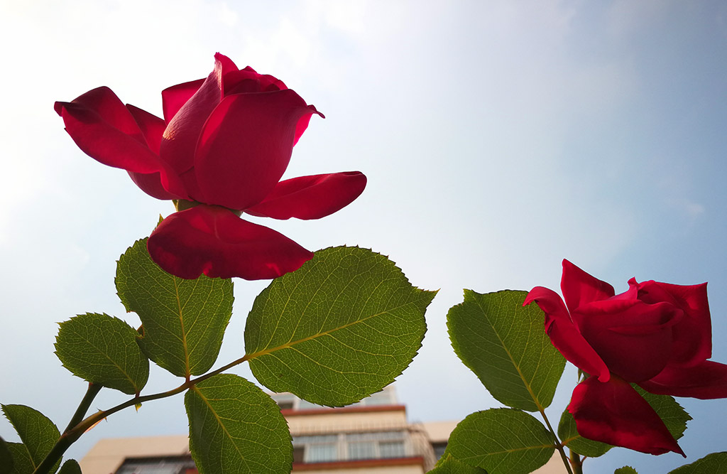 月季花 摄影 大巴板人