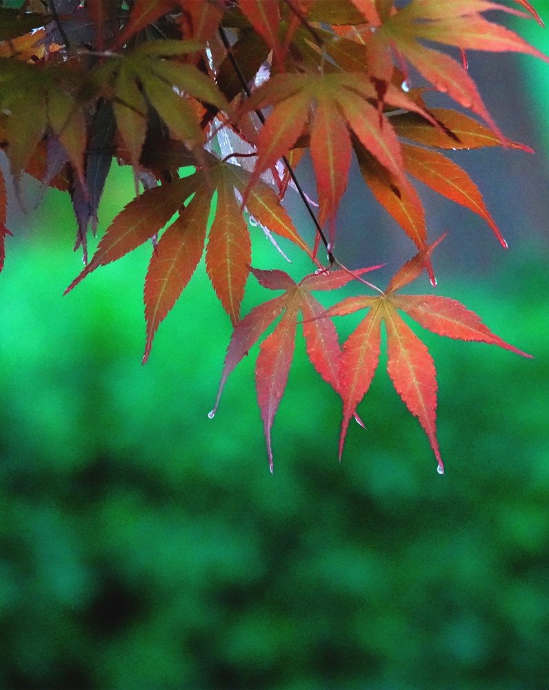 春光明媚——雨中红叶 摄影 丘山皓月