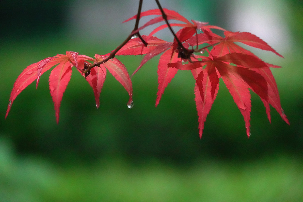 春光明媚——雨中红叶 摄影 丘山皓月