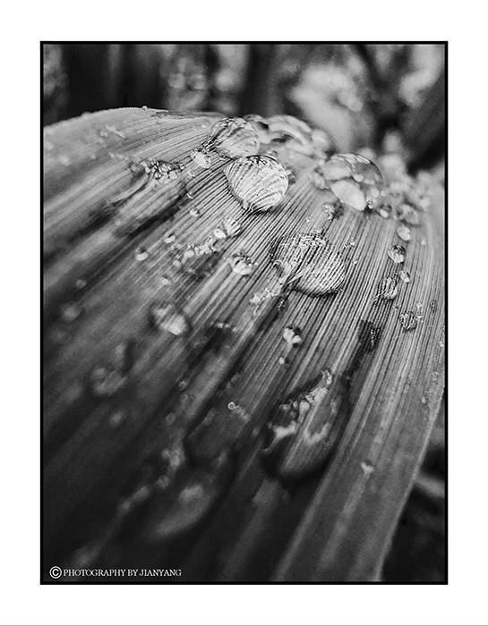 雨后 摄影 清风弄影