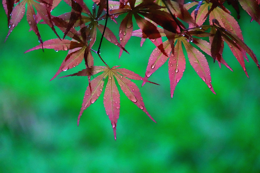 春光明媚——雨中红叶 摄影 丘山皓月