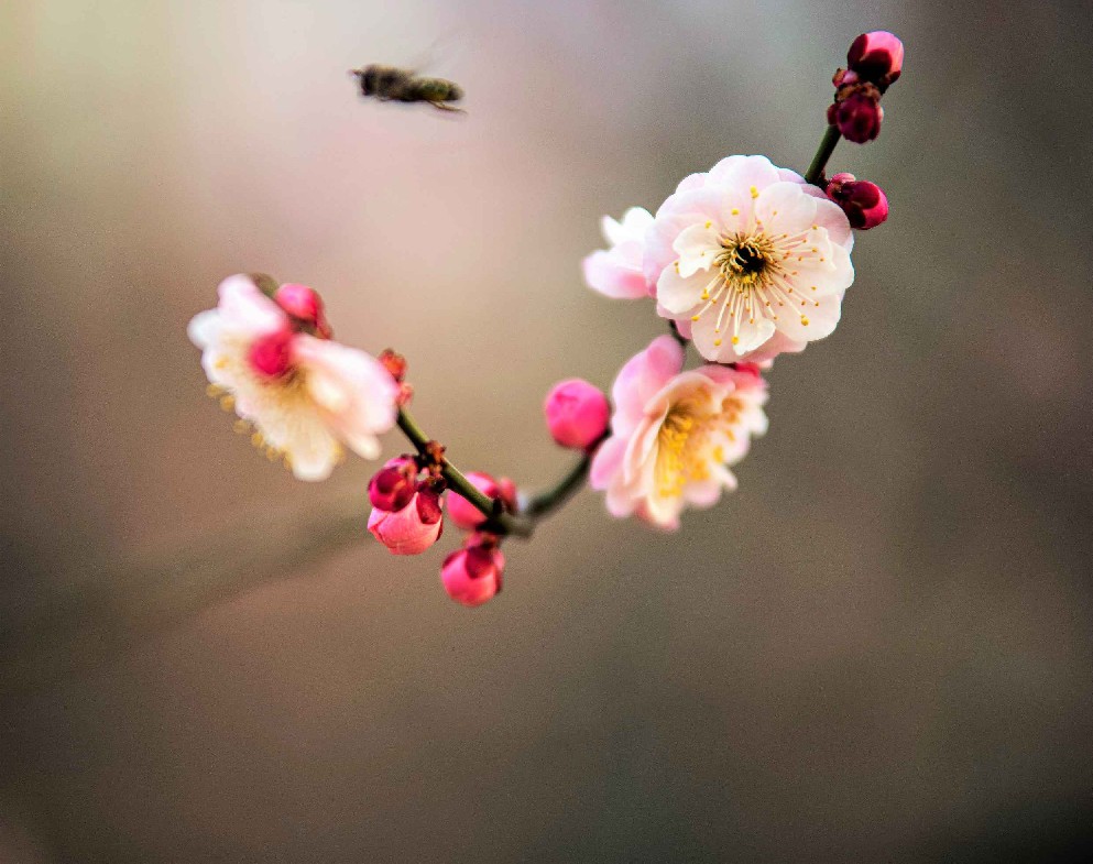 梅花 摄影 老拙