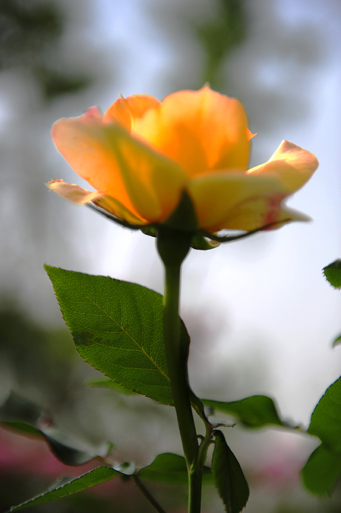 月季花 摄影 大巴板人