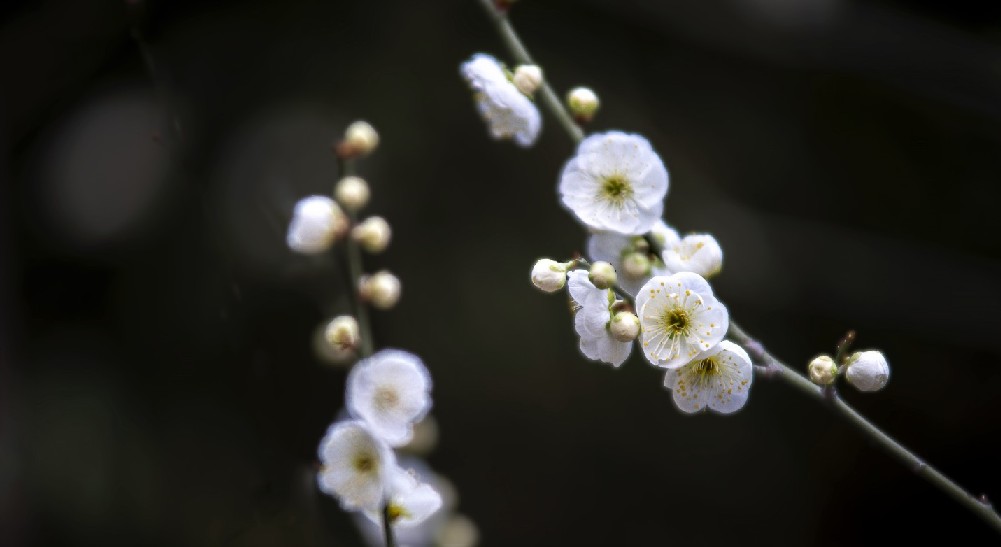 梅花 摄影 老拙