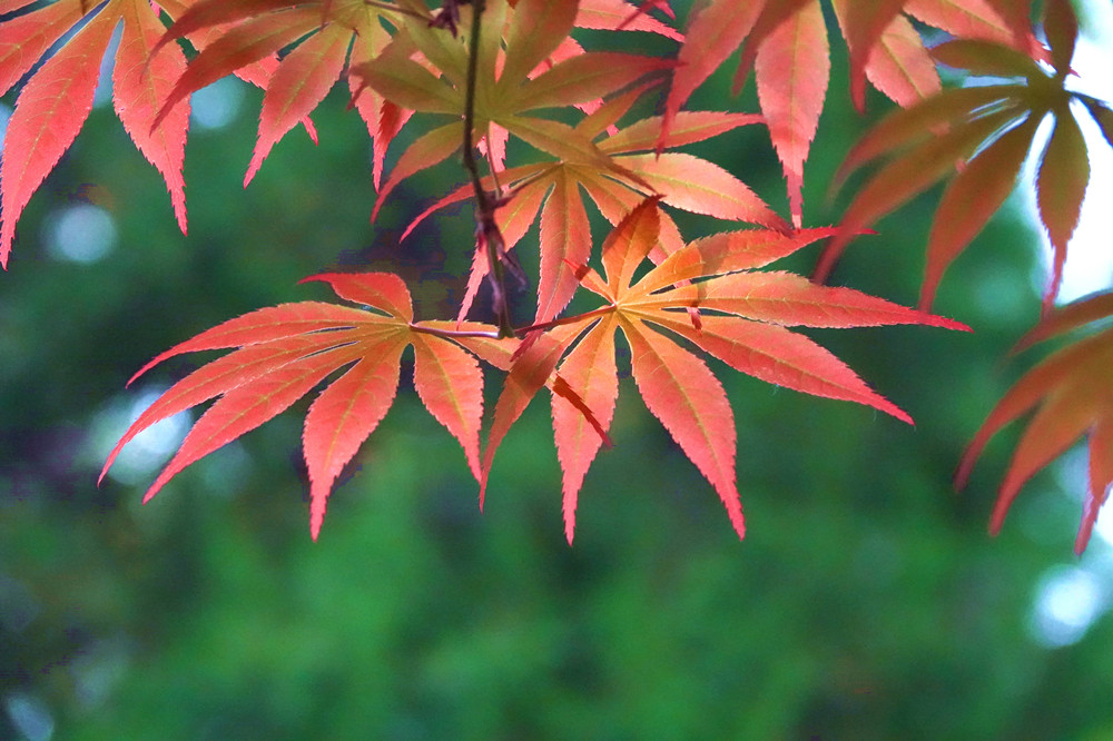 春光明媚——红叶 摄影 丘山皓月