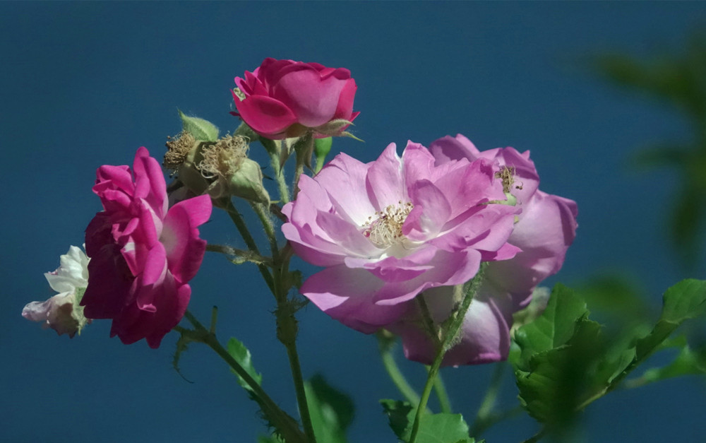 春光明媚——月季花开 摄影 丘山皓月