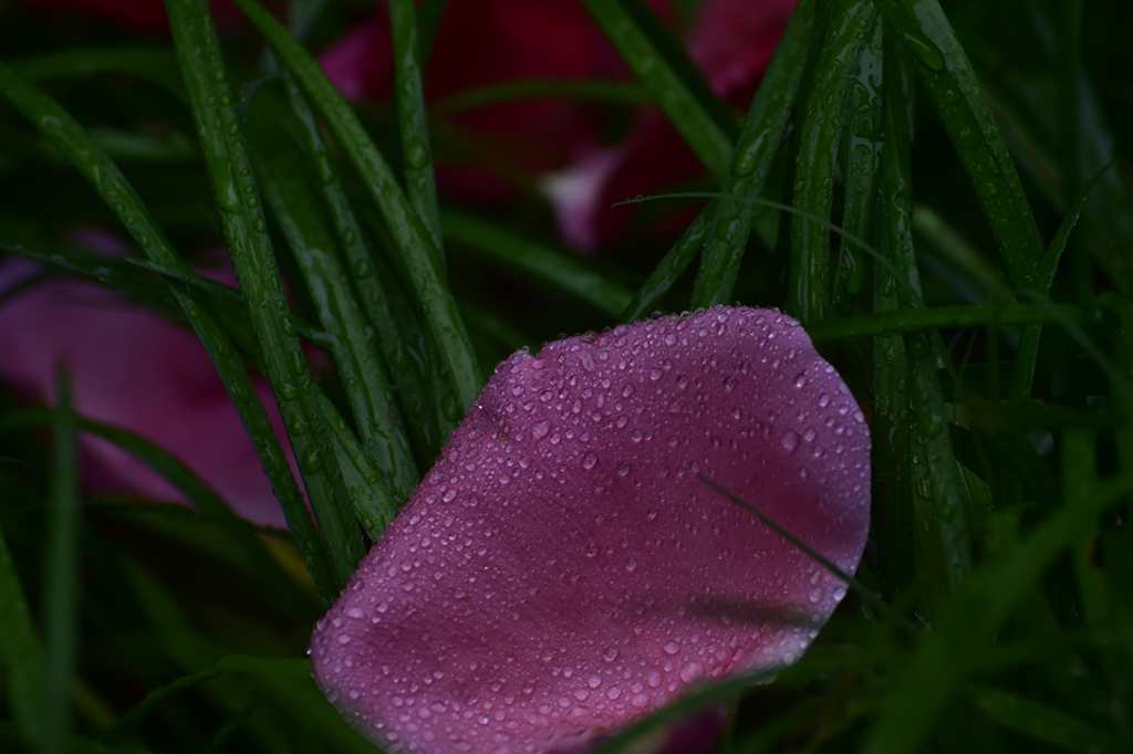 青岛雨中的花瓣 摄影 qdzp