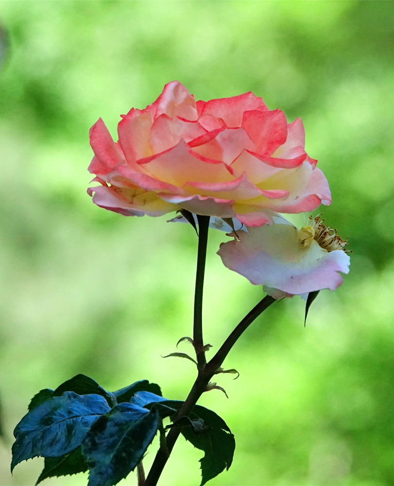 初夏时光——月季花开 摄影 丘山皓月