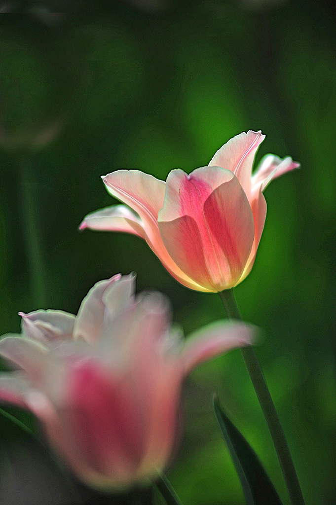 郁金香 摄影 芝泰华