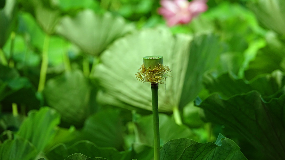 夏日时光——花开花落 摄影 丘山皓月