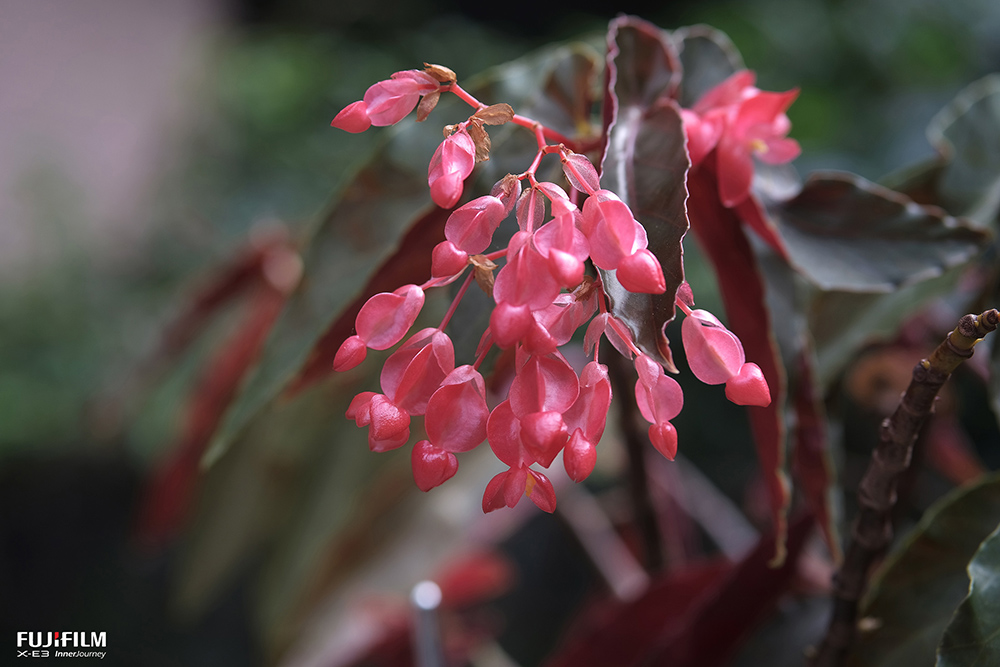 感觉这花是塑料花 摄影 云湖村人