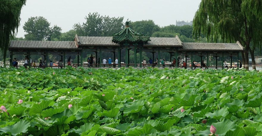 夏日时光——龙潭荷塘 摄影 丘山皓月