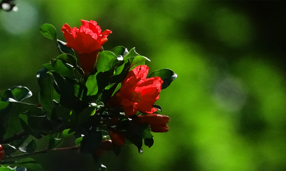 初夏时光——石榴花 摄影 丘山皓月