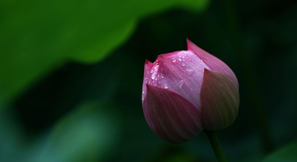 夏雨荷韵 …… 摄影 老格