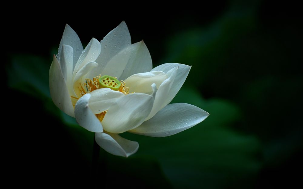 雨后靓影 摄影 老格