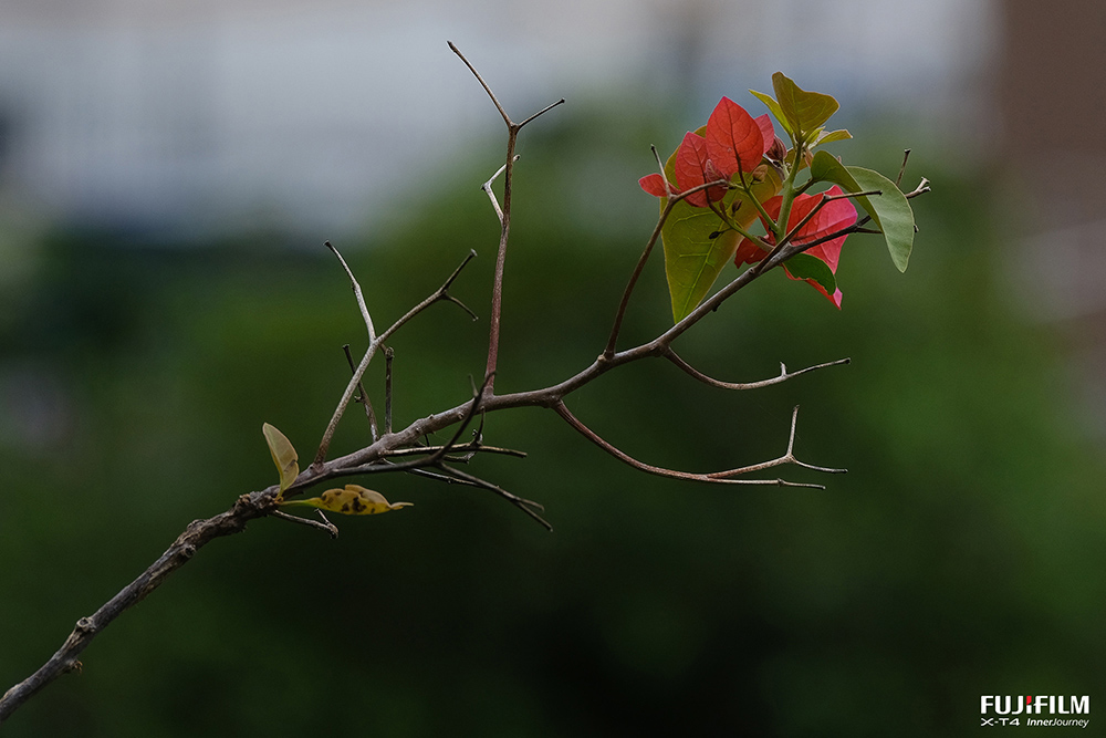 小区无名花，一季一枯荣 摄影 云湖村人