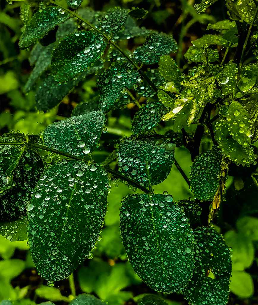 青岛雨中的绿叶 摄影 qdzp