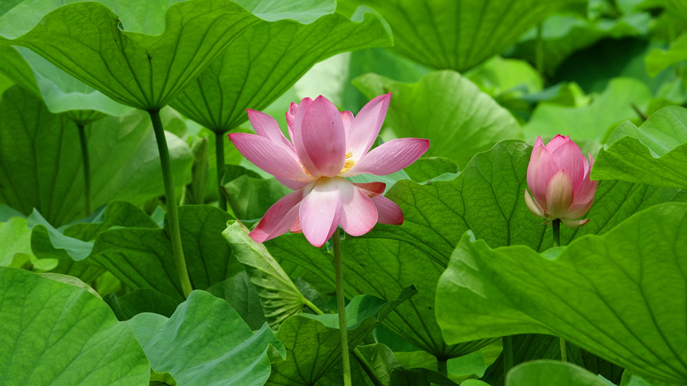 夏日时光——龙潭荷塘 摄影 丘山皓月