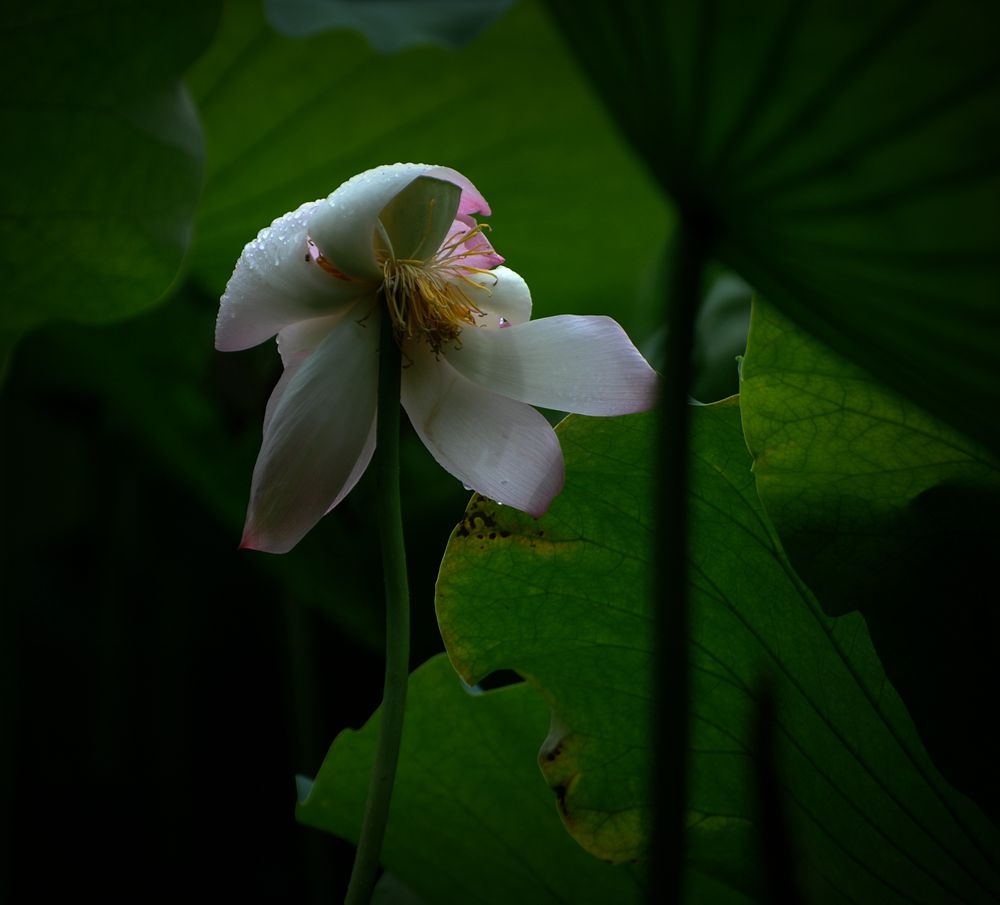 “不经风雨哪见彩虹”  …… 摄影 老格