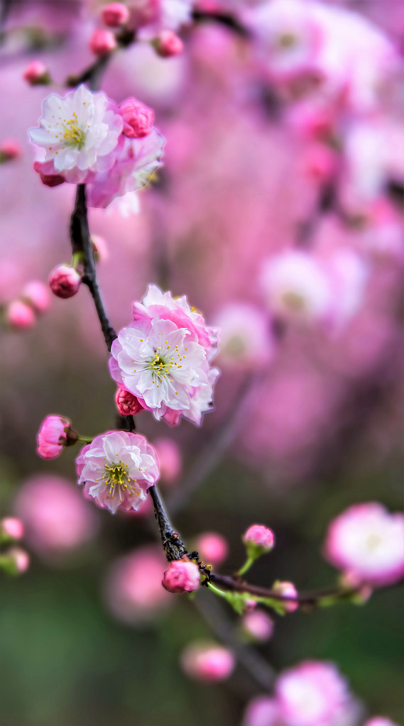 春花 摄影 老拙