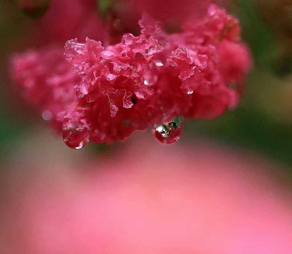 雨中紫薇 摄影 三人