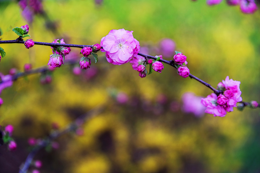 春花 摄影 老拙