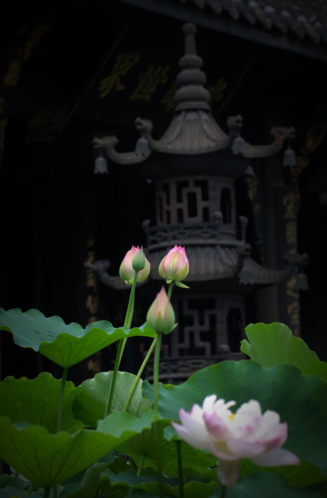 香炉前有荷花 …… 摄影 老格